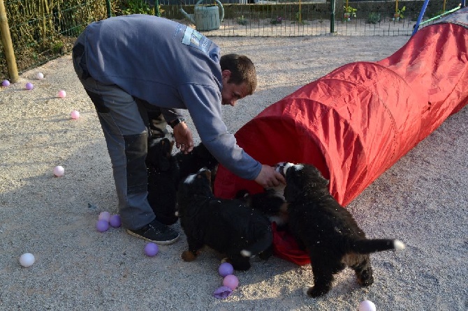 Des Terres D'alicia - Nouvelles Photos des chiots!