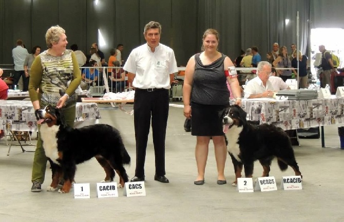 Des Terres D'alicia - Excellents résultats d'expo à la Speciale de Race de Pontoise