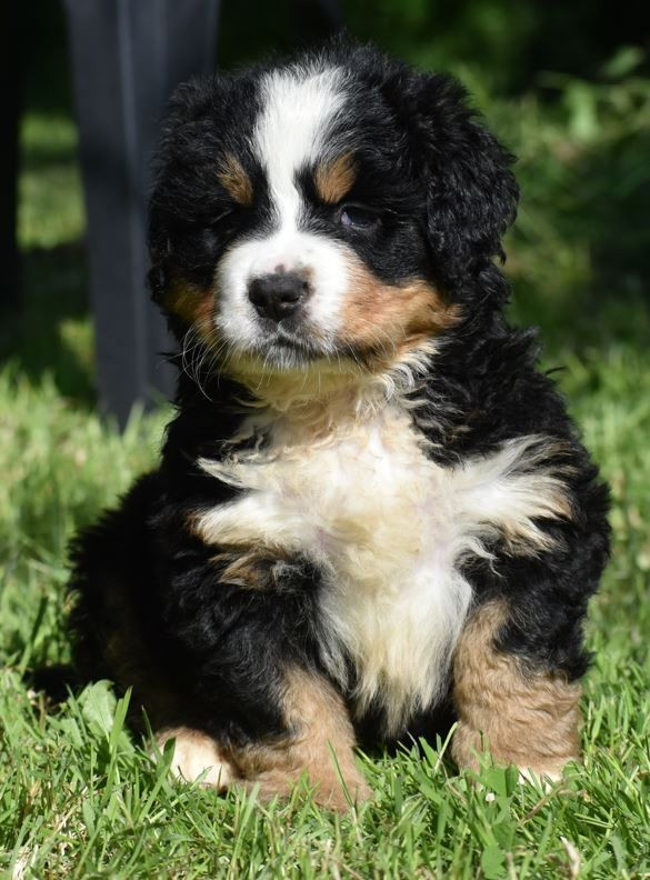 Verveine Des Terres D'alicia