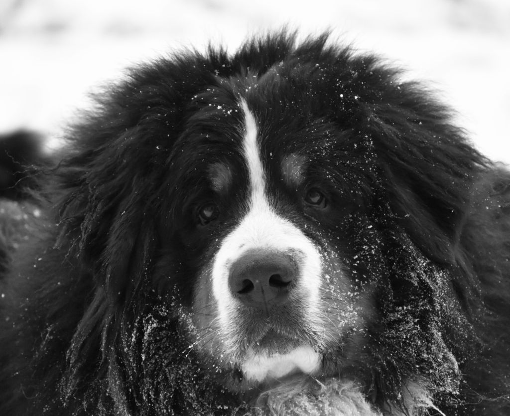 Tacos Des Terres D'alicia