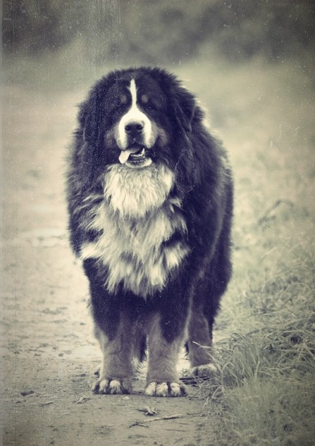 Le Beau Tacos des Terres d'Alicia
