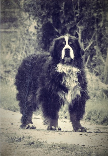 Michoko des Terres d'Alicia