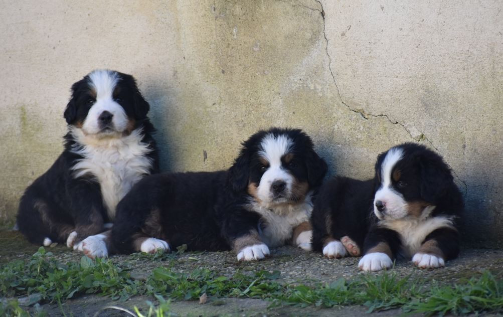 Les Bébés sont bientôt dispo!
