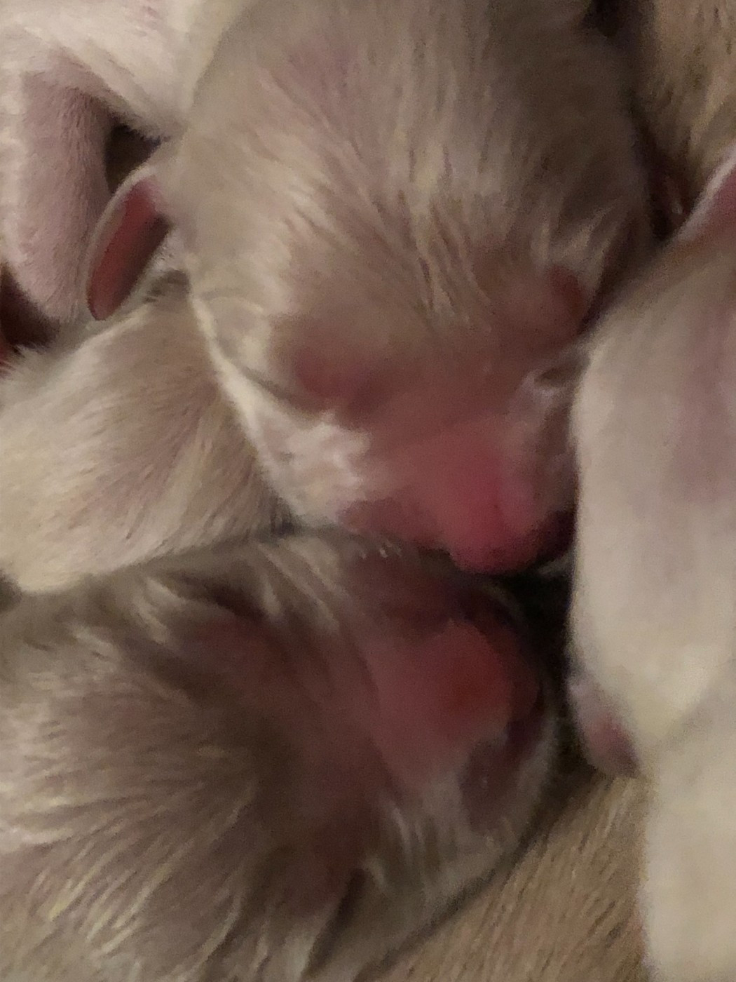 Les Bébés sont là !