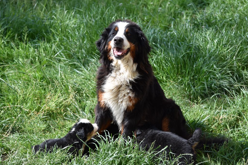 Chiot Bouvier Bernois Des Terres D'alicia