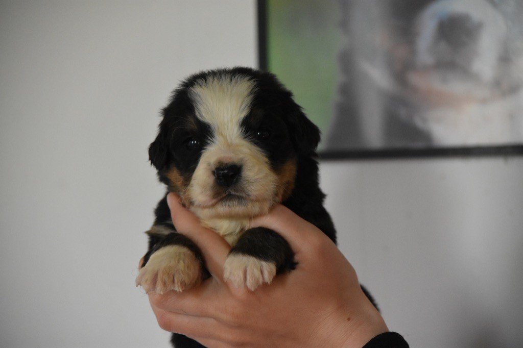 Des Terres D'alicia - Chiots disponibles - Bouvier Bernois