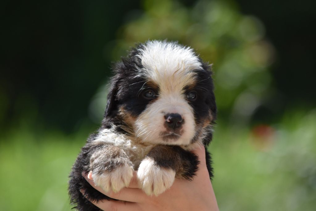 Des Terres D'alicia - Chiots disponibles - Bouvier Bernois