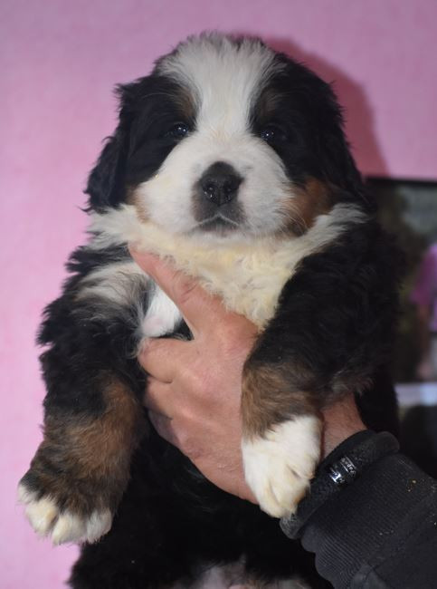 Des Terres D'alicia - Chiots disponibles - Bouvier Bernois