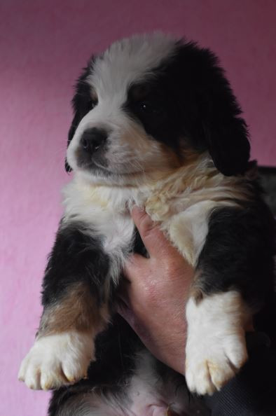 Des Terres D'alicia - Chiots disponibles - Bouvier Bernois