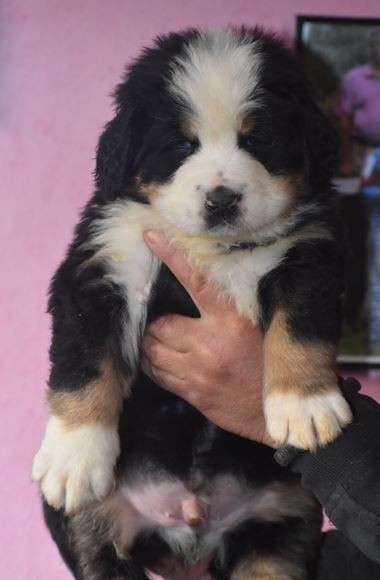 Des Terres D'alicia - Chiots disponibles - Bouvier Bernois