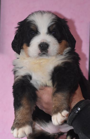 Des Terres D'alicia - Chiots disponibles - Bouvier Bernois