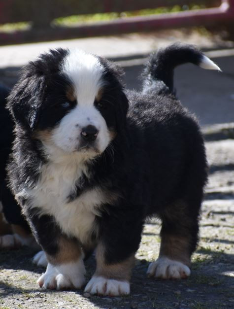 Des Terres D'alicia - Chiots disponibles - Bouvier Bernois