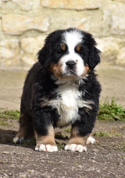 Des Terres D'alicia - Chiots disponibles - Bouvier Bernois