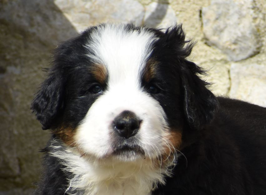 Des Terres D'alicia - Chiots disponibles - Bouvier Bernois