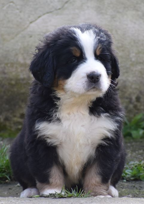 Des Terres D'alicia - Chiots disponibles - Bouvier Bernois