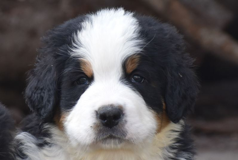 Des Terres D'alicia - Chiots disponibles - Bouvier Bernois