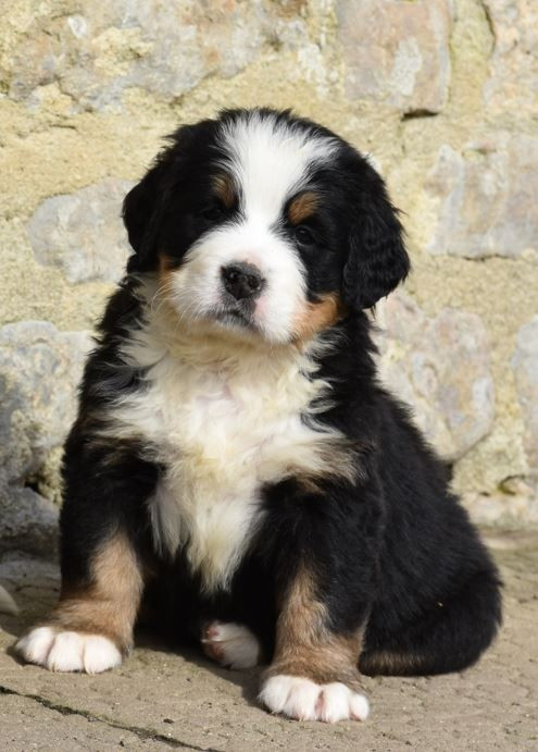 Des Terres D'alicia - Chiots disponibles - Bouvier Bernois