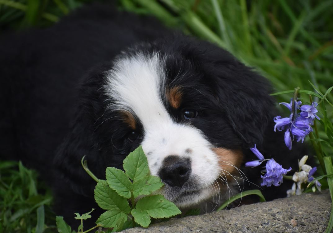 Des Terres D'alicia - Chiots disponibles - Bouvier Bernois