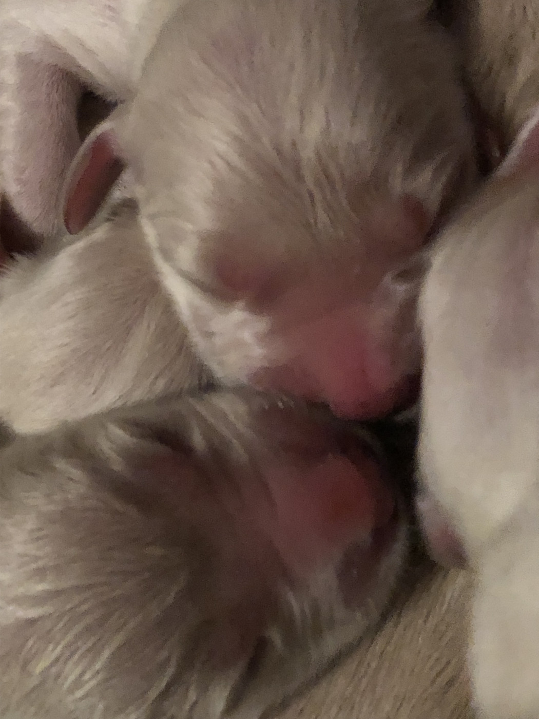 Chiot Golden Retriever Des Terres D'alicia
