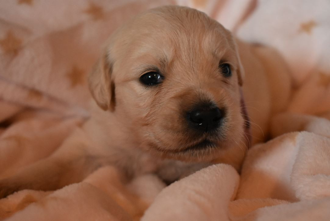 Des Terres D'alicia - Chiots disponibles - Golden Retriever