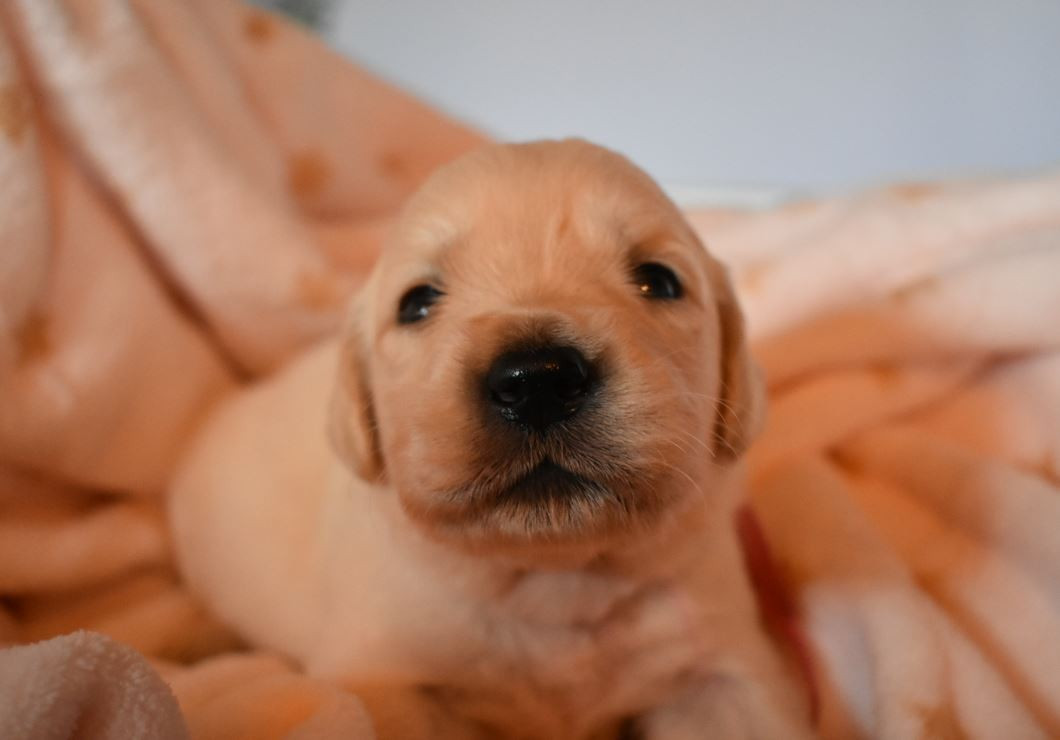 Des Terres D'alicia - Chiots disponibles - Golden Retriever