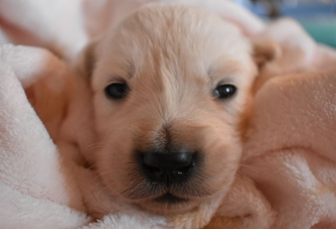 Des Terres D'alicia - Chiots disponibles - Golden Retriever
