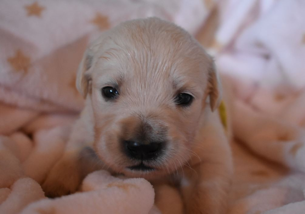 Des Terres D'alicia - Chiots disponibles - Golden Retriever