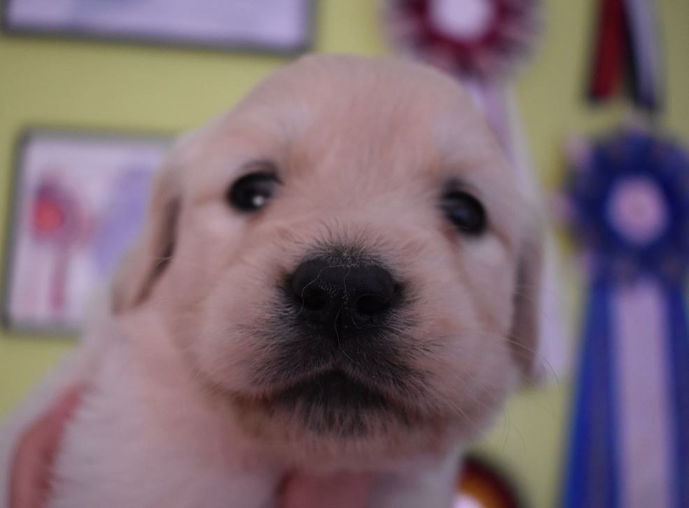 Des Terres D'alicia - Chiots disponibles - Golden Retriever