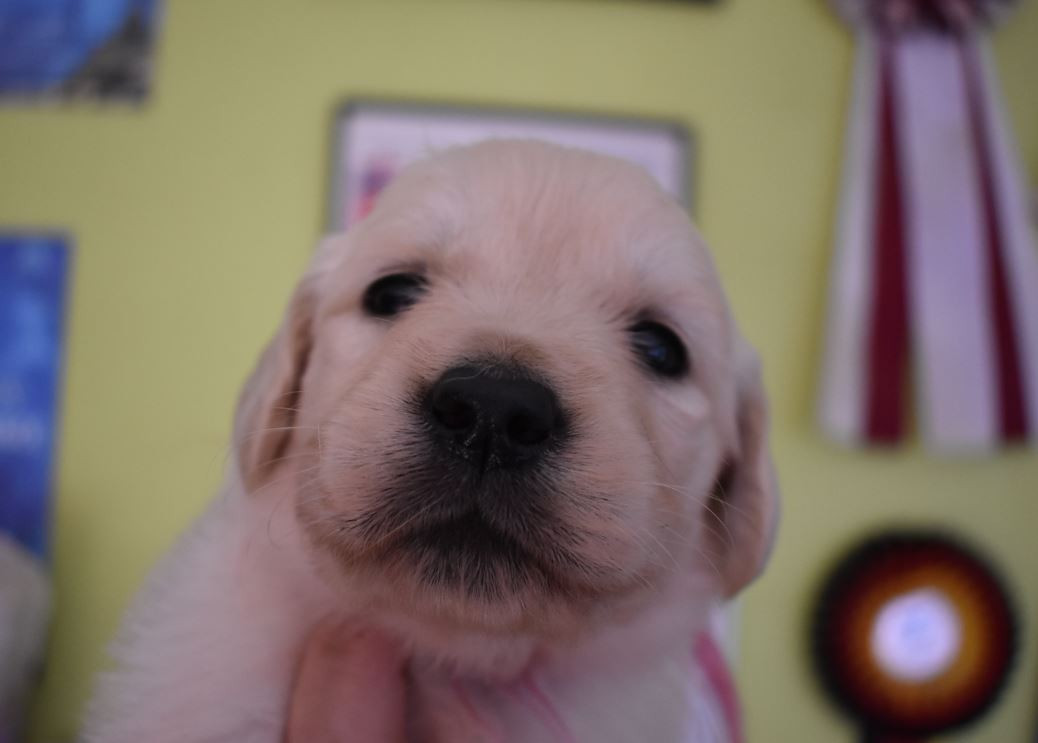 Des Terres D'alicia - Chiots disponibles - Golden Retriever