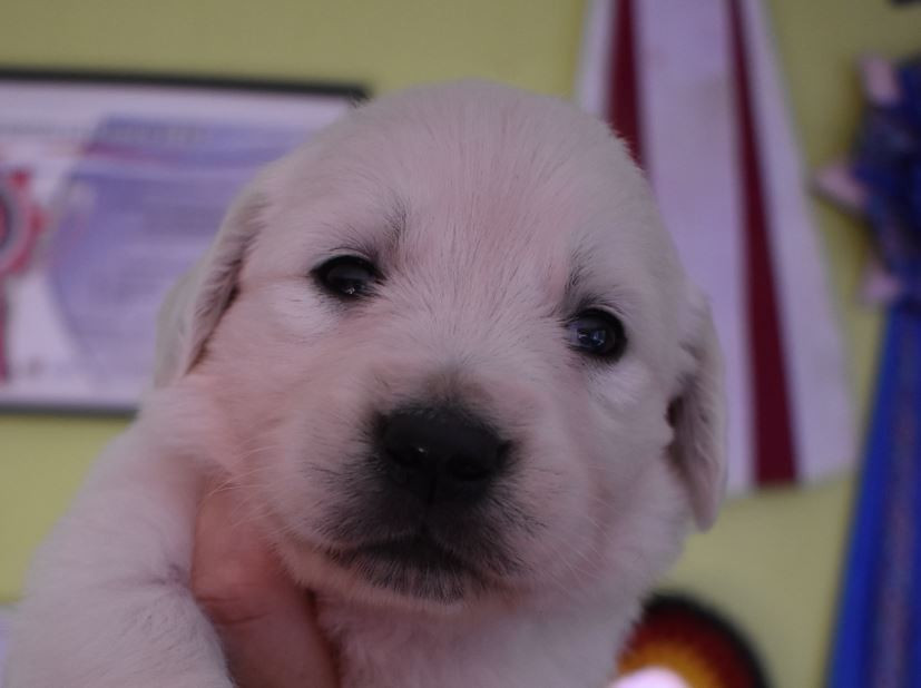 Des Terres D'alicia - Chiots disponibles - Golden Retriever