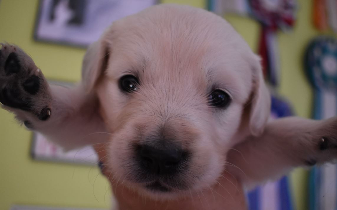Des Terres D'alicia - Chiots disponibles - Golden Retriever