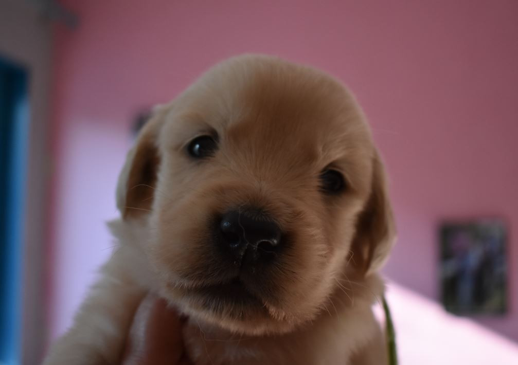 Des Terres D'alicia - Chiots disponibles - Golden Retriever