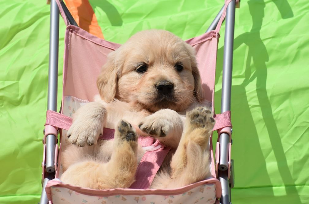 Des Terres D'alicia - Chiots disponibles - Golden Retriever