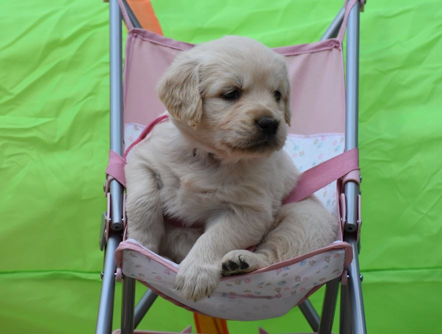Des Terres D'alicia - Chiots disponibles - Golden Retriever