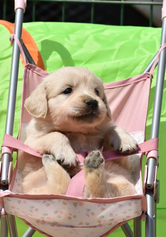 Des Terres D'alicia - Chiots disponibles - Golden Retriever