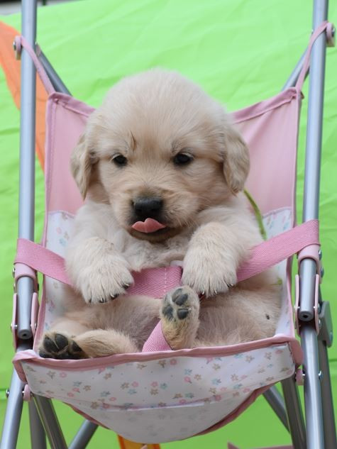 Des Terres D'alicia - Chiots disponibles - Golden Retriever