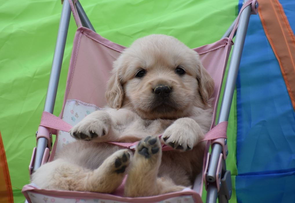 Des Terres D'alicia - Chiots disponibles - Golden Retriever