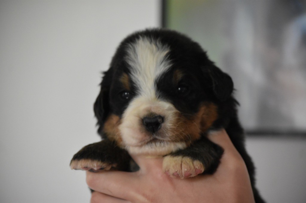 Des Terres D'alicia - Chiots disponibles - Bouvier Bernois