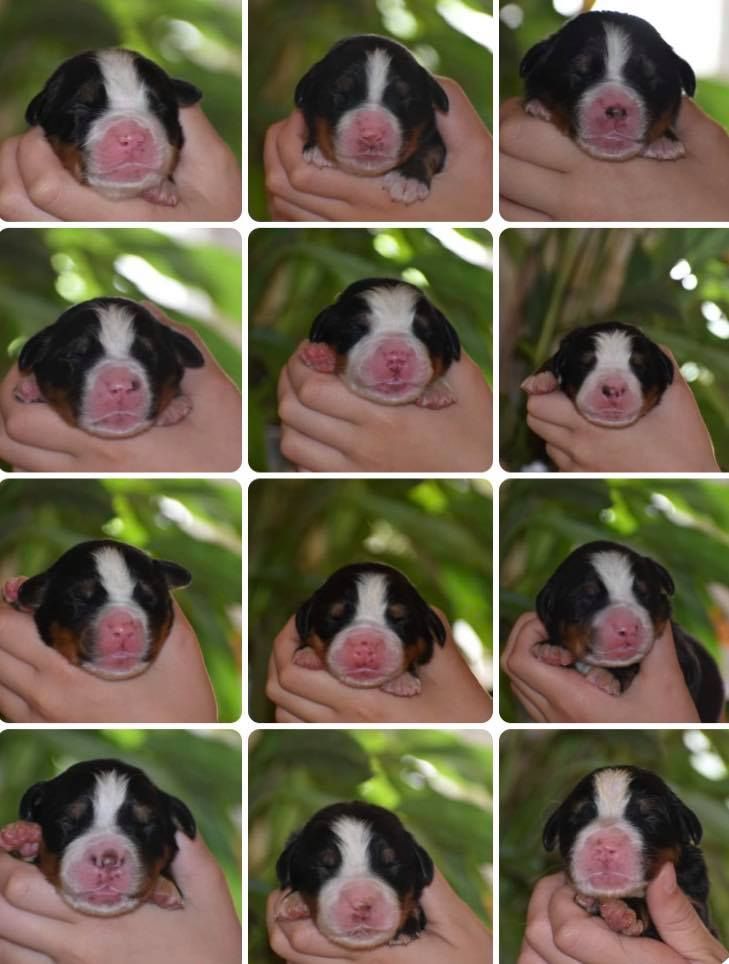 Chiot Bouvier Bernois Des Terres D'alicia