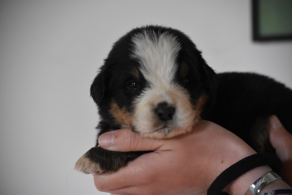 Des Terres D'alicia - Chiots disponibles - Bouvier Bernois