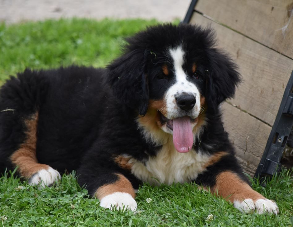 Des Terres D'alicia - Chiots disponibles - Bouvier Bernois