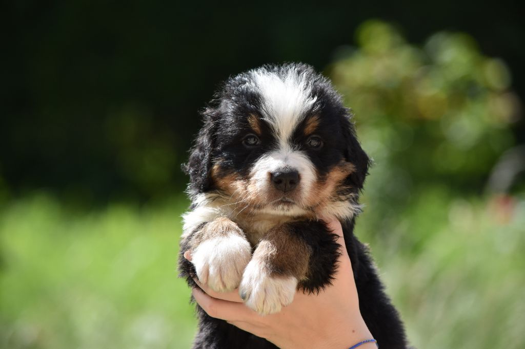 Des Terres D'alicia - Chiots disponibles - Bouvier Bernois