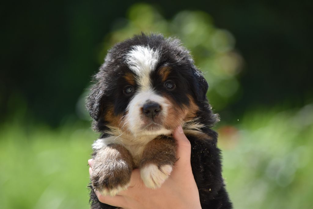 Des Terres D'alicia - Chiots disponibles - Bouvier Bernois