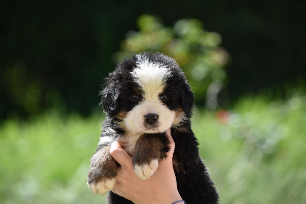 Des Terres D'alicia - Chiots disponibles - Bouvier Bernois