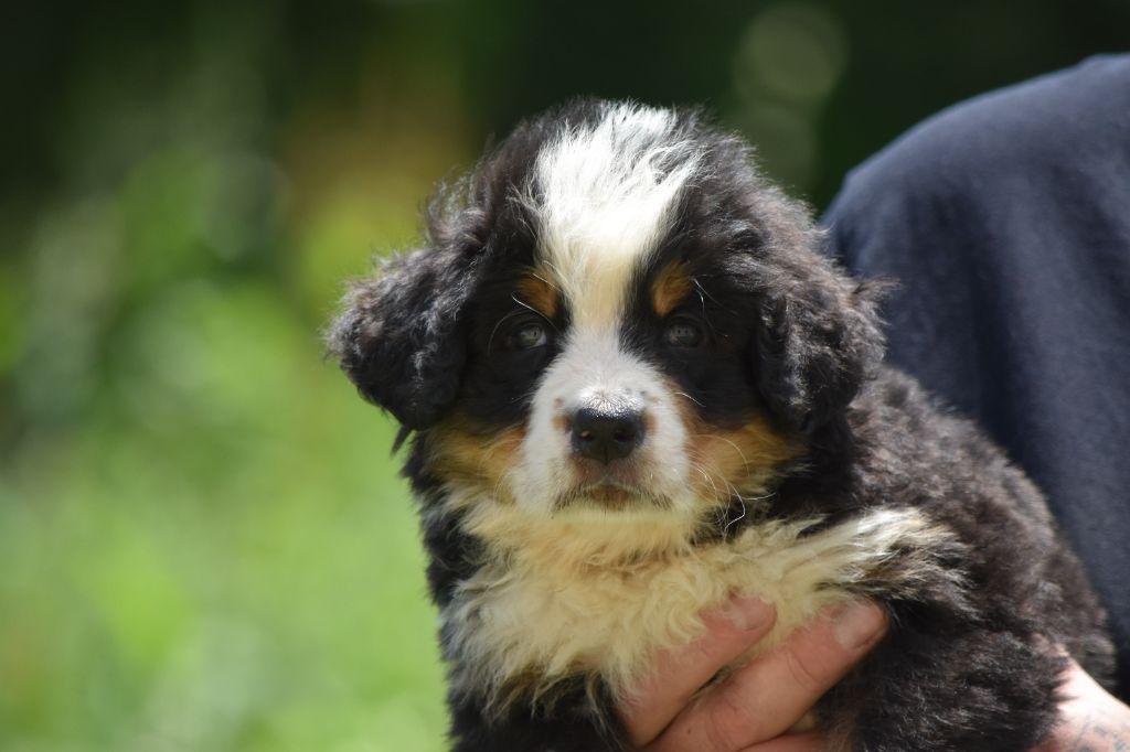 Des Terres D'alicia - Chiots disponibles - Bouvier Bernois
