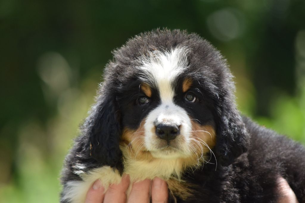 Des Terres D'alicia - Chiots disponibles - Bouvier Bernois