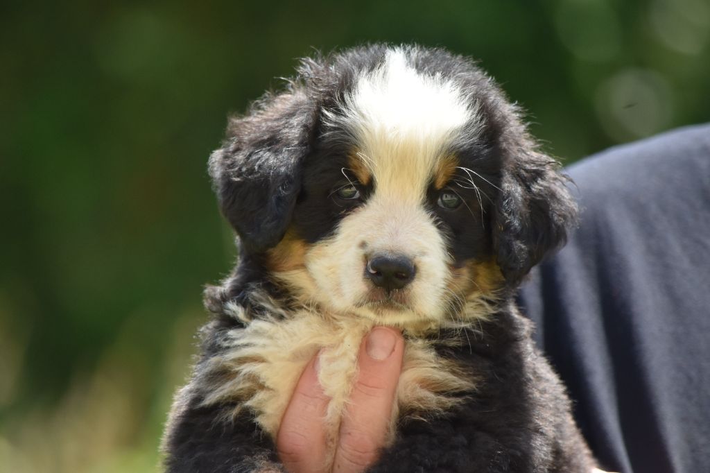 Des Terres D'alicia - Chiots disponibles - Bouvier Bernois