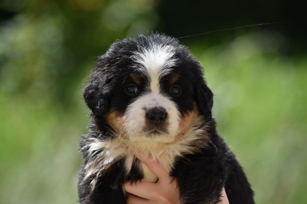 Des Terres D'alicia - Chiots disponibles - Bouvier Bernois