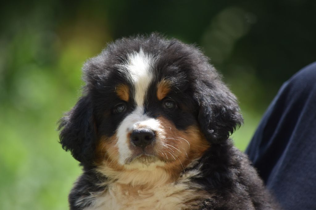 Des Terres D'alicia - Chiots disponibles - Bouvier Bernois
