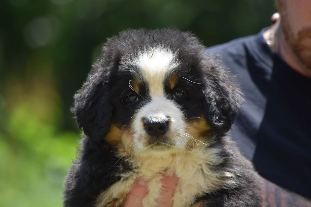 Des Terres D'alicia - Chiots disponibles - Bouvier Bernois